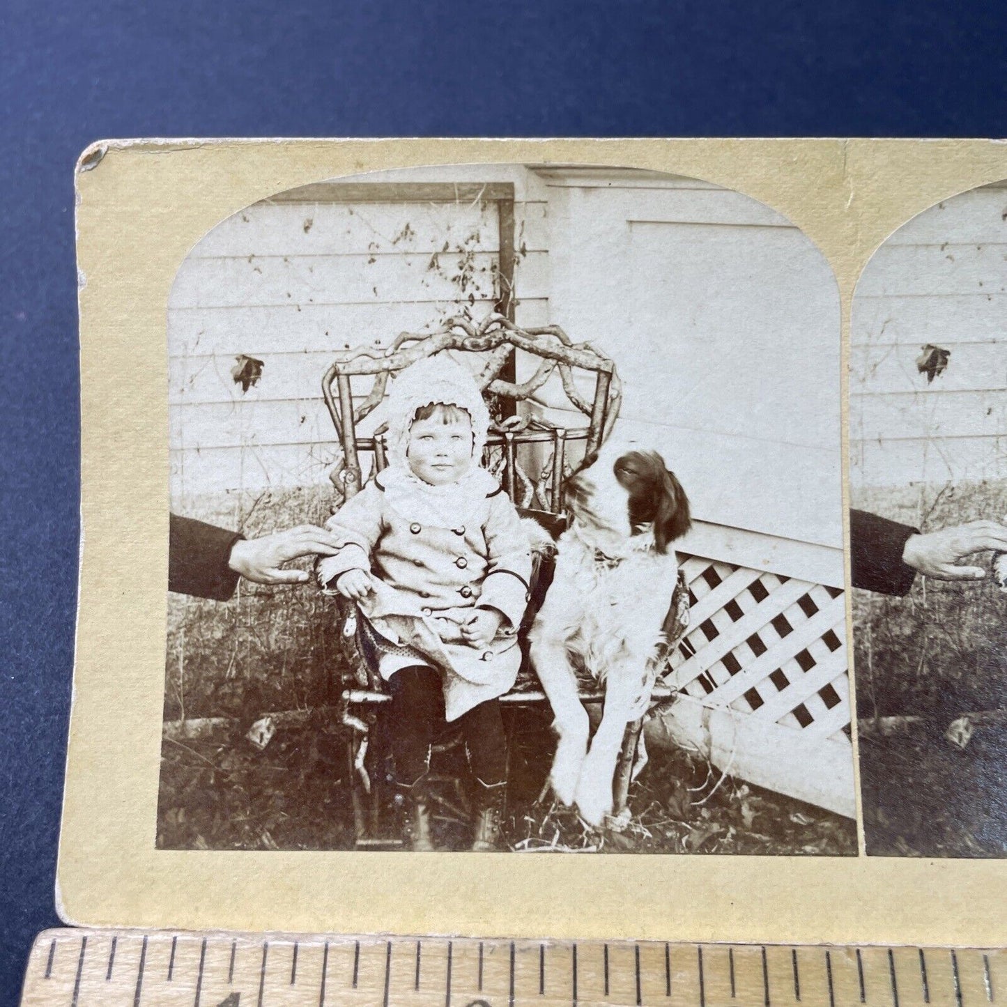 Antique 1882 Toddler With A Cocker Spaniel Dog Stereoview Photo Card P3009