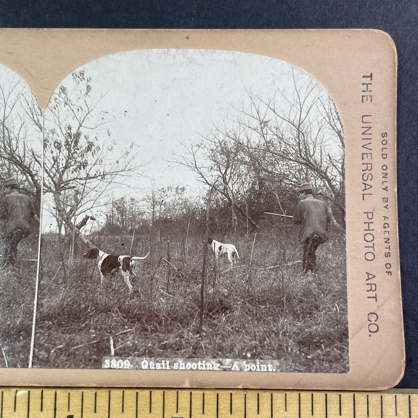 Pointer Hunter Dogs Hunt Quail Stereoview CH Graves Antique c1899 X2853