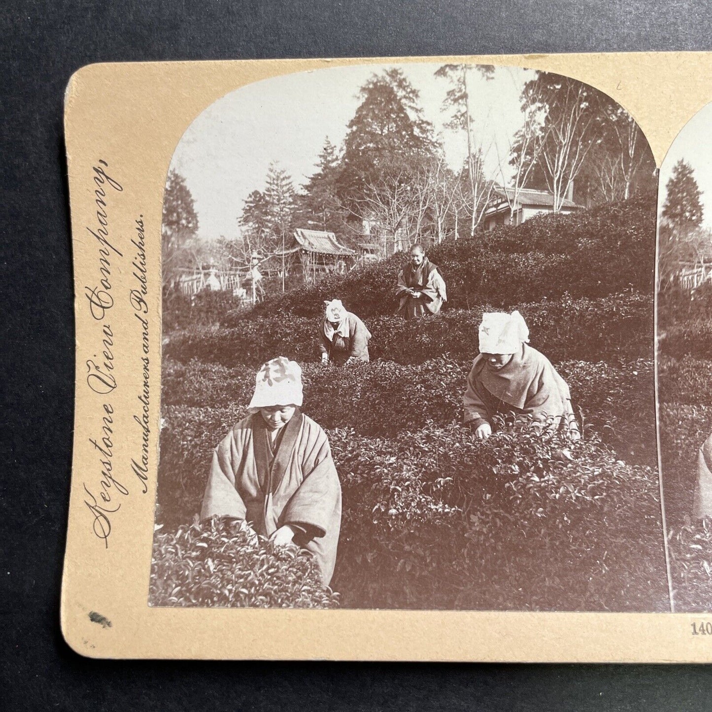 Antique 1901 Japanese Women Picking Tea Uji Japan Stereoview Photo Card P1316