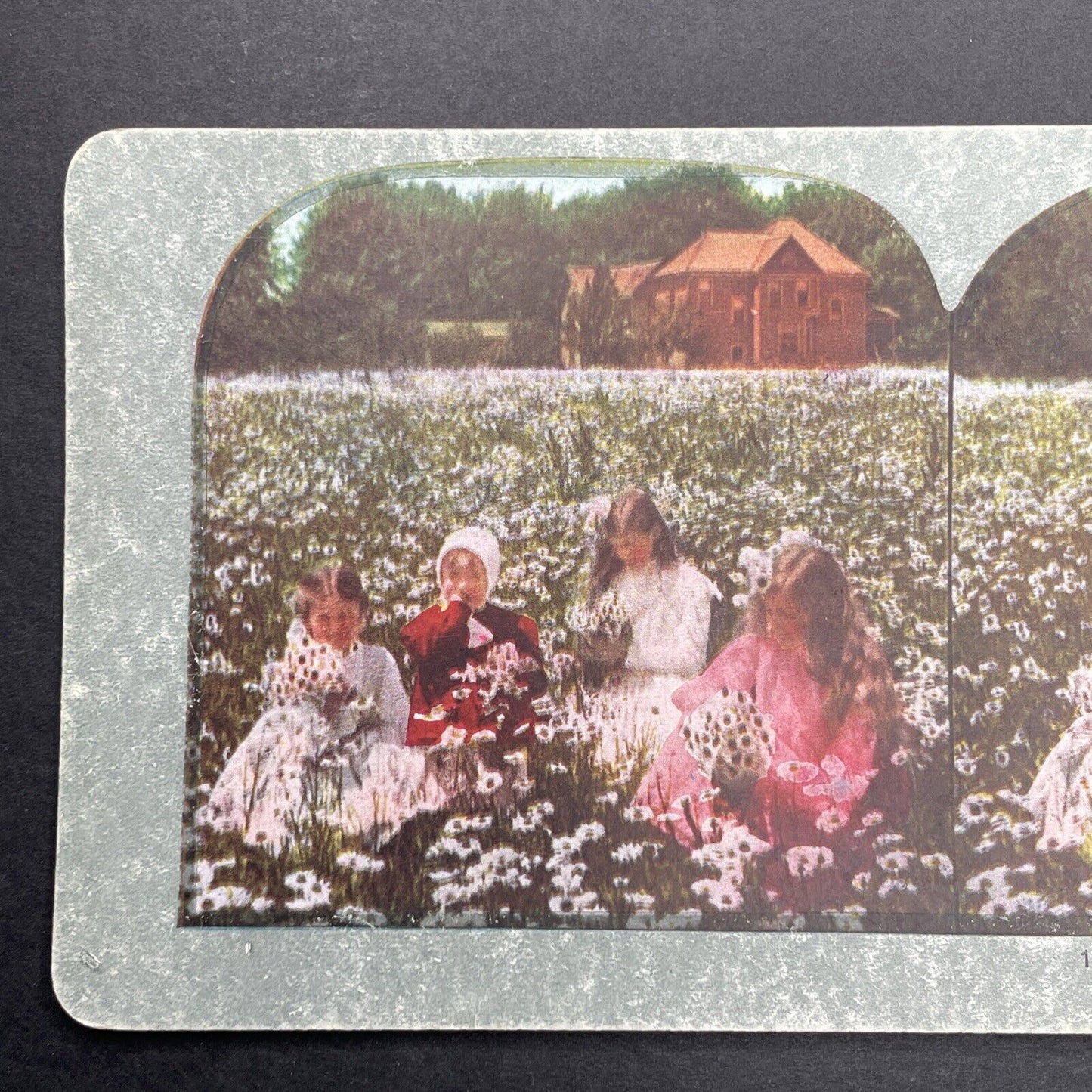 Antique 1905 Children Picking Daisies In A Field Stereoview Photo Card P1255