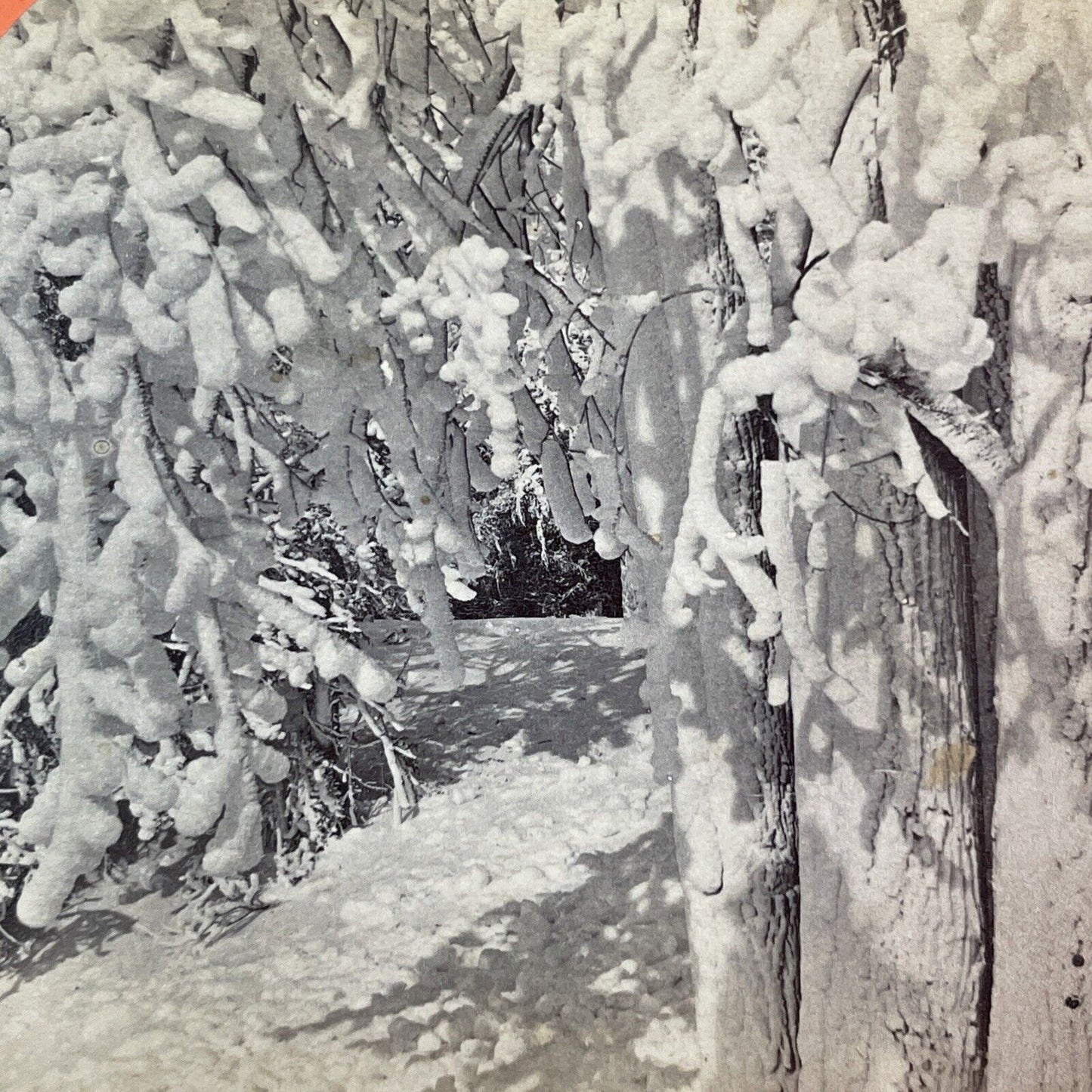 Ferry Grove Tree Stand Niagara Falls Stereoview George Barker c1870s Y2459