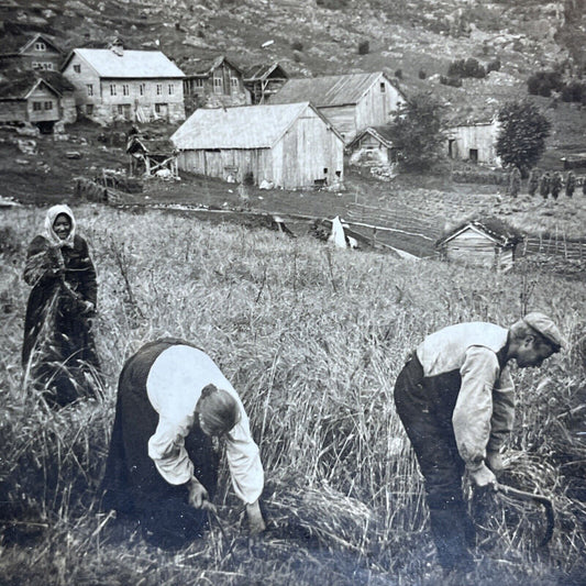 Antique 1910s Handcutting Barley Farm Rural Sweden Stereoview Photo Card P2028