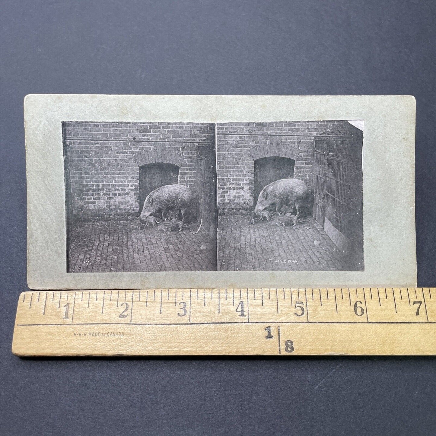 Antique 1880s Wild Boar & Piglets London Zoo Stereoview Photo Card P1681