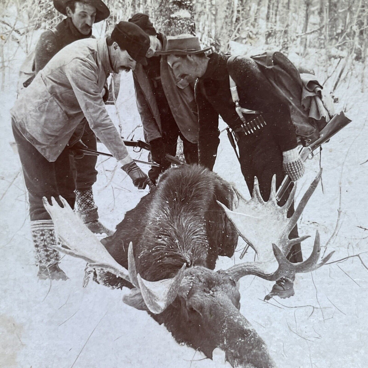 Antique 1898 Hunters Kill Moose Presque Isle Maine Stereoview Photo Card P2293