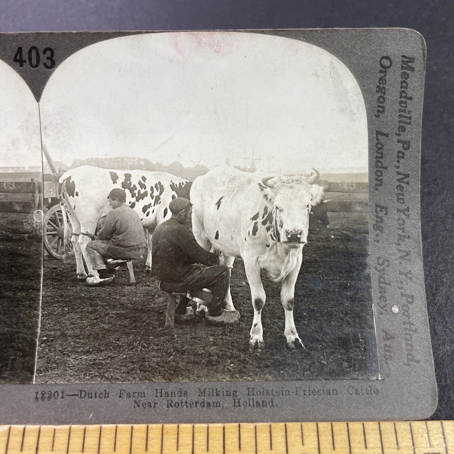 Antique 1910s Milking Cows In Rotterdam Holland Stereoview Photo Card P3706