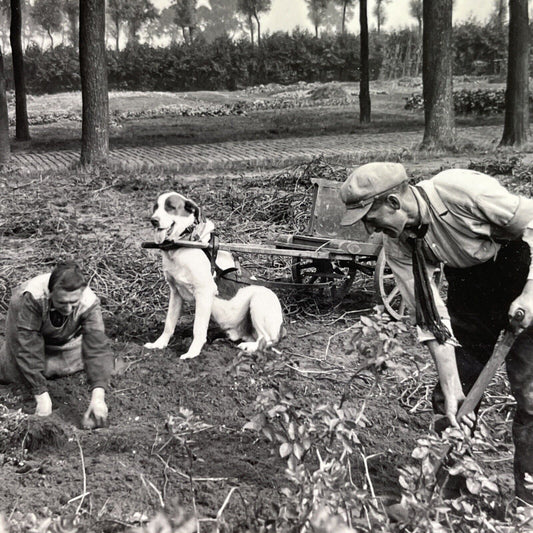 Antique 1910 Potato Picking In Ghent Belgium Stereoview Photo Card P1504