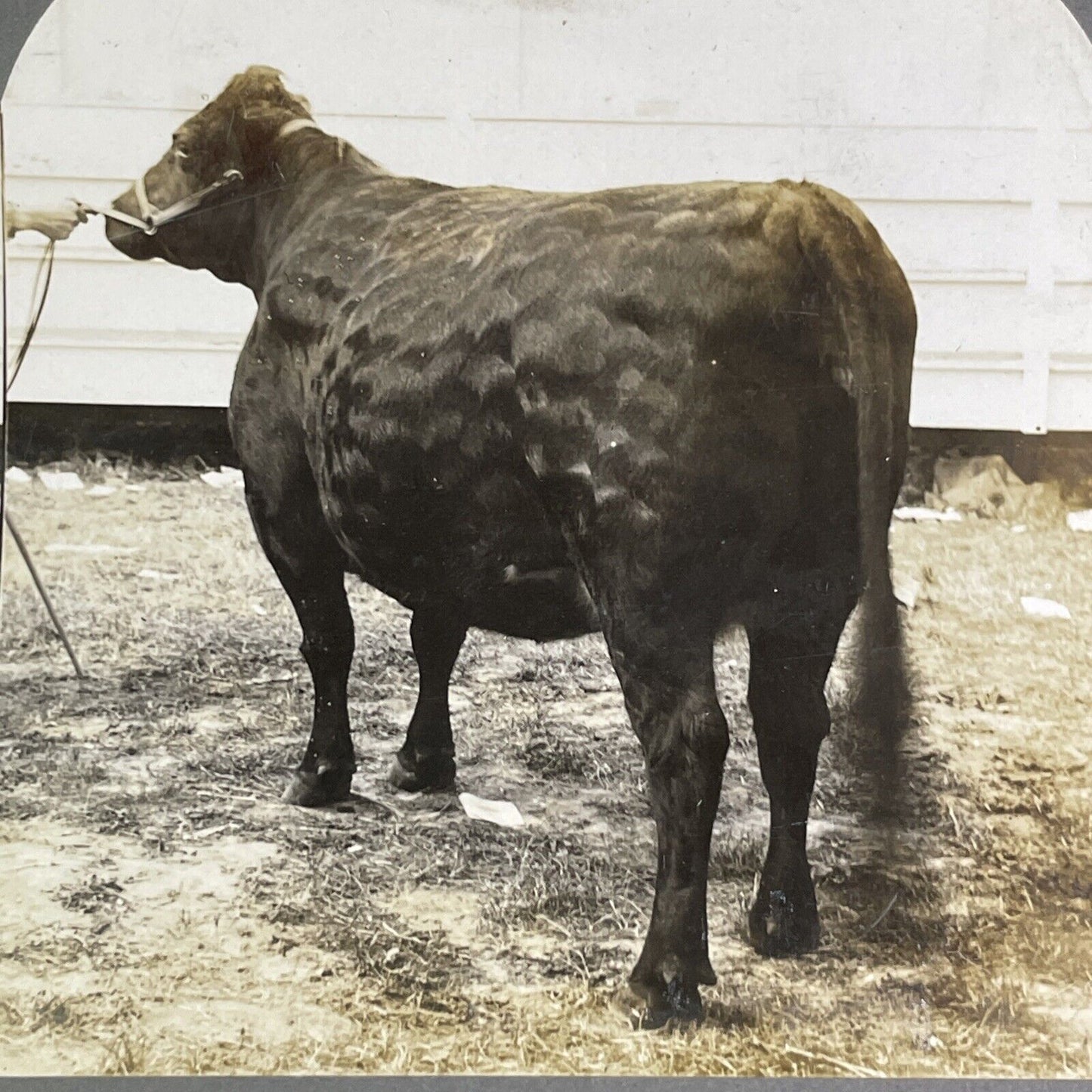 Champion Galloway Cow Stereoview Cecily of Maple Grove Antique c1909 Y2744