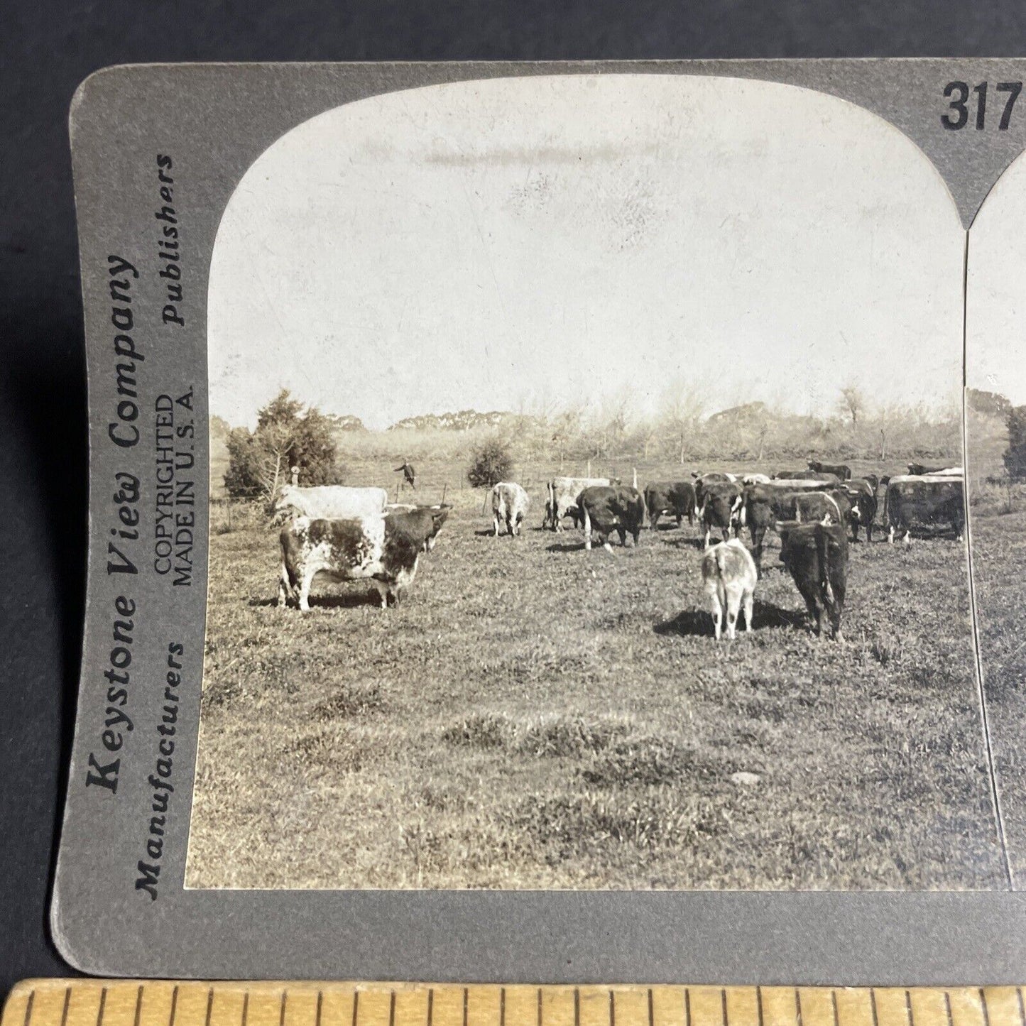 Antique 1910s Cattle Farm In Argentina Stereoview Photo Card P3666