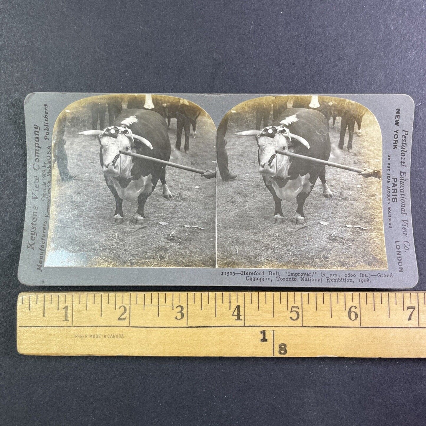 Champion Hereford Bull Toronto Exhibition Stereoview Improver c1909 Y2760