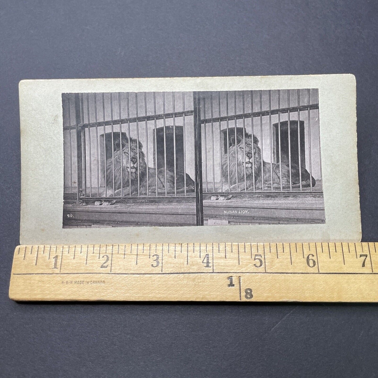 Antique 1880s Extinct Barbary Lion At The London Zoo Stereoview Photo Card P1681