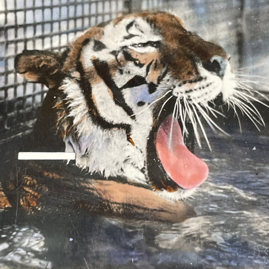 Antique 1920s Eye Training Slide (Bengal Tiger) Stereoview Photo Card P1280