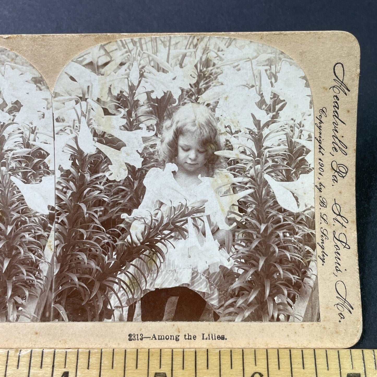 Antique 1901 Little Girl Plays In Lily Garden Stereoview Photo Card P2836