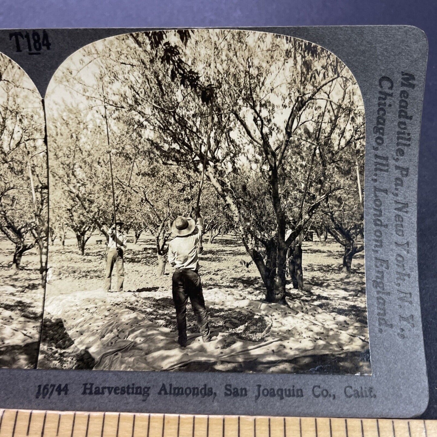 Antique 1920s Almond Farm Bakersfield CA Stereoview Photo Card P3496