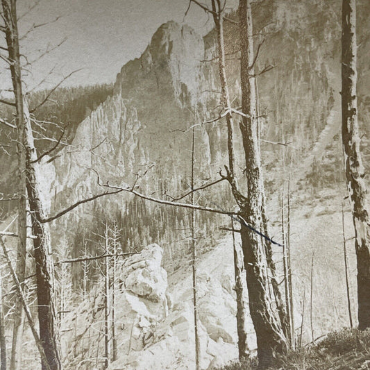 Antique 1896 Forest Fire Tree Damage Yosemite Park Stereoview Photo Card V1998