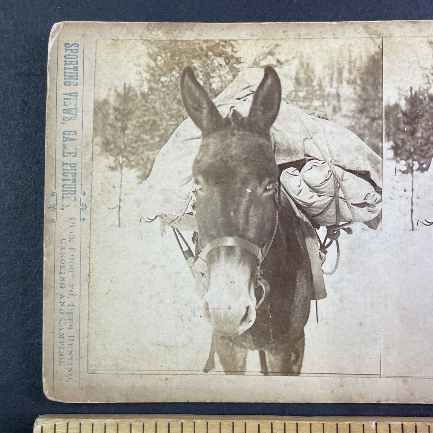 Pack Mule Hauling Supplies Montana Stereoview T.W. Ingersoll Antique c1888 Y1336