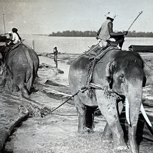Antique 1909 Men Riding Elephants In Myanmar Stereoview Photo Card V2893