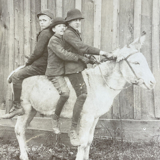 Antique 1880s Boys Mount A Donkey The Wrong Way Stereoview Photo Card P4701