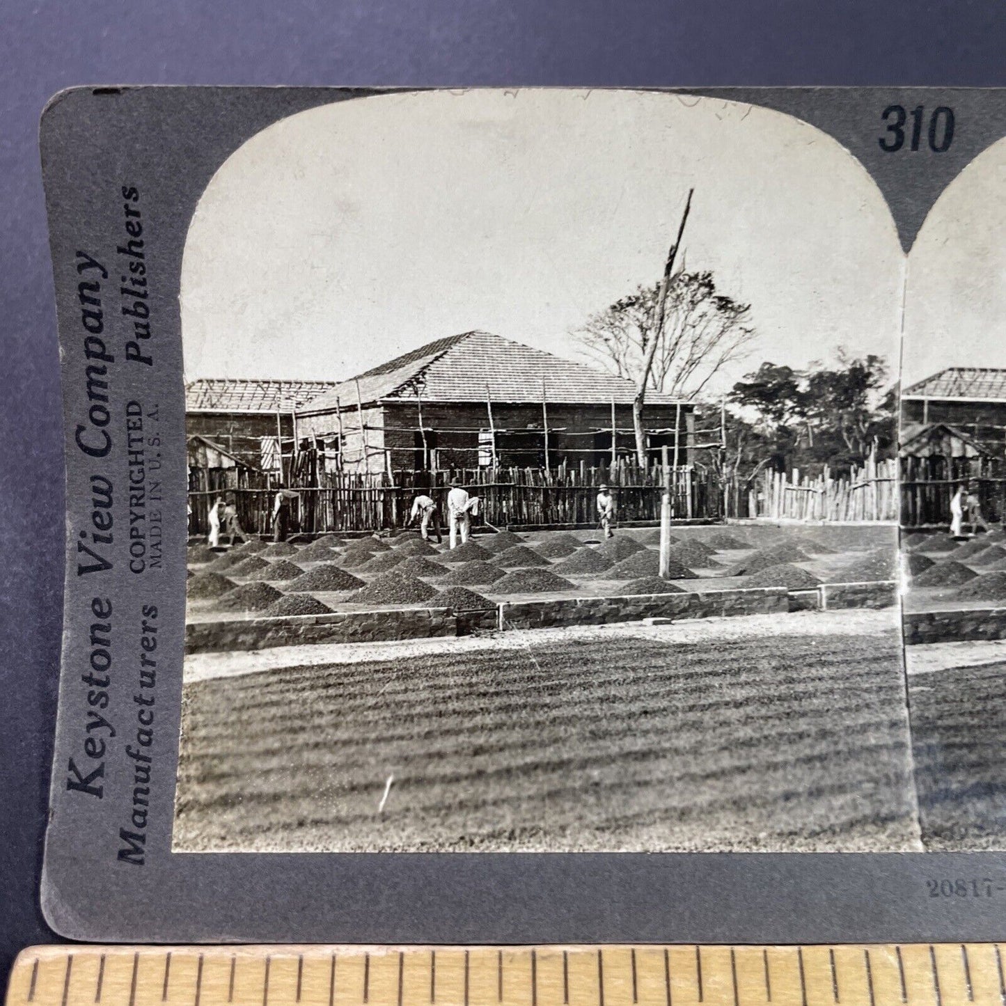 Antique 1920s Coffee Bean Farm Sao Paulo Brazil Stereoview Photo Card P3761