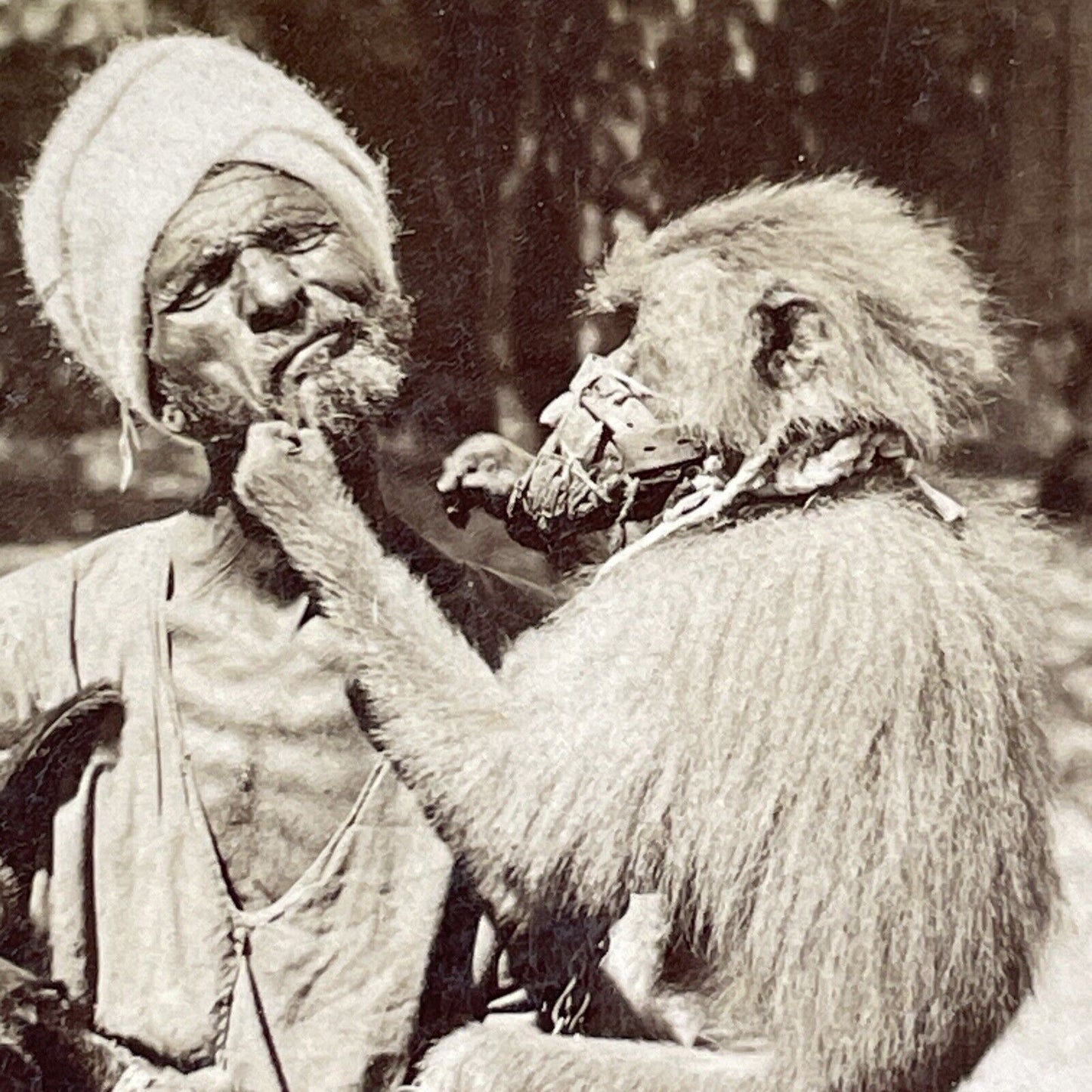 Muzzled Monkey Grabs Old Man's Beard Stereoview India Antique c1898 X2471