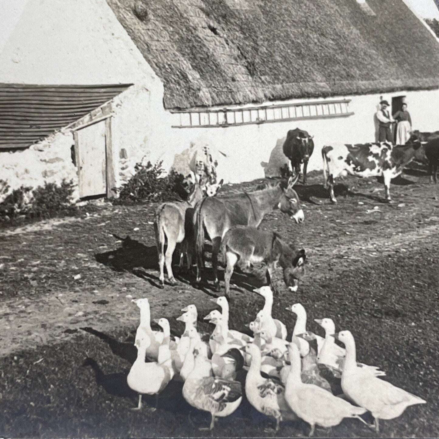 Antique 1901 County Kerry Ireland Farmers Stereoview Photo Card PC773