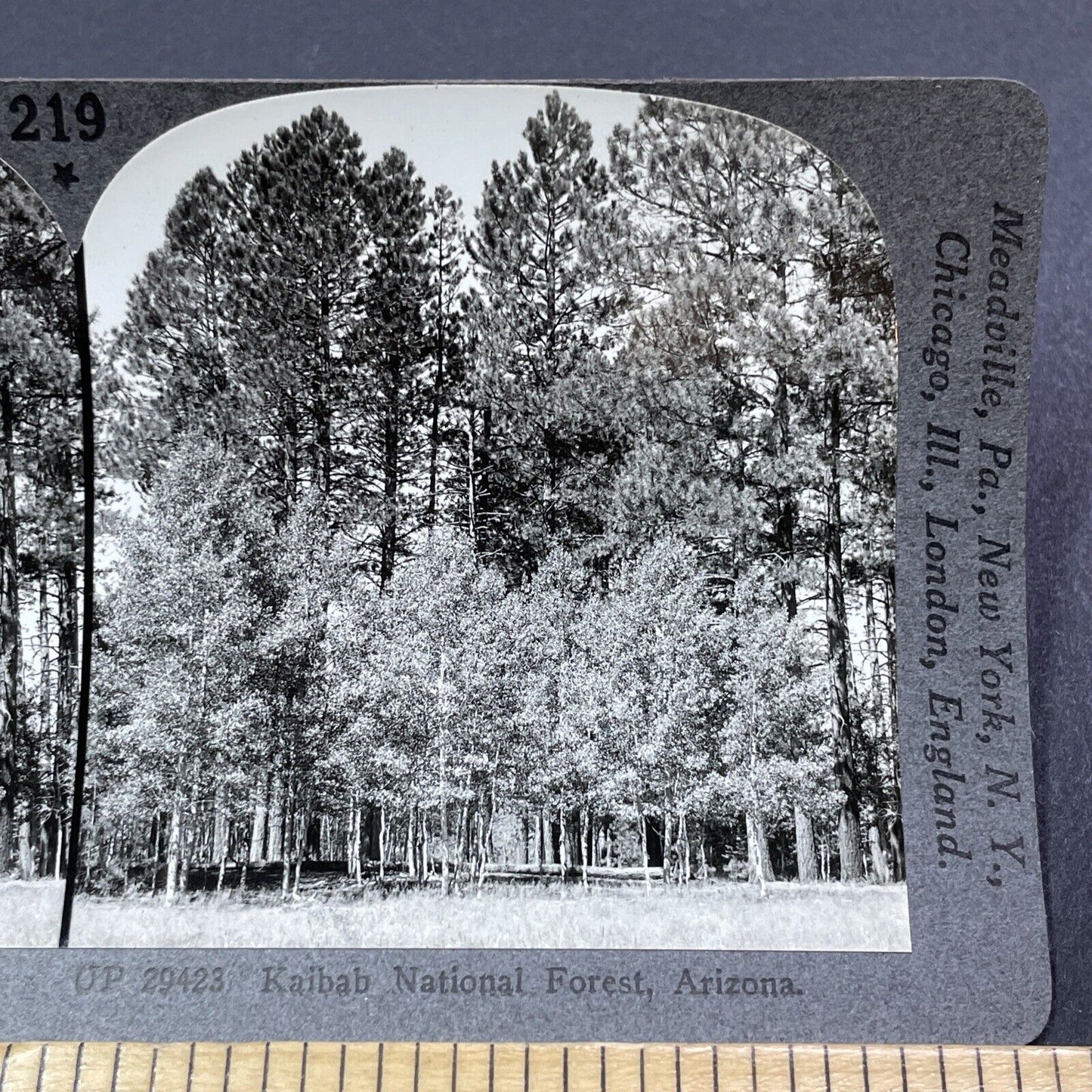 Antique 1910s Kaibab National Forest Arizona Stereoview Photo Card V2032