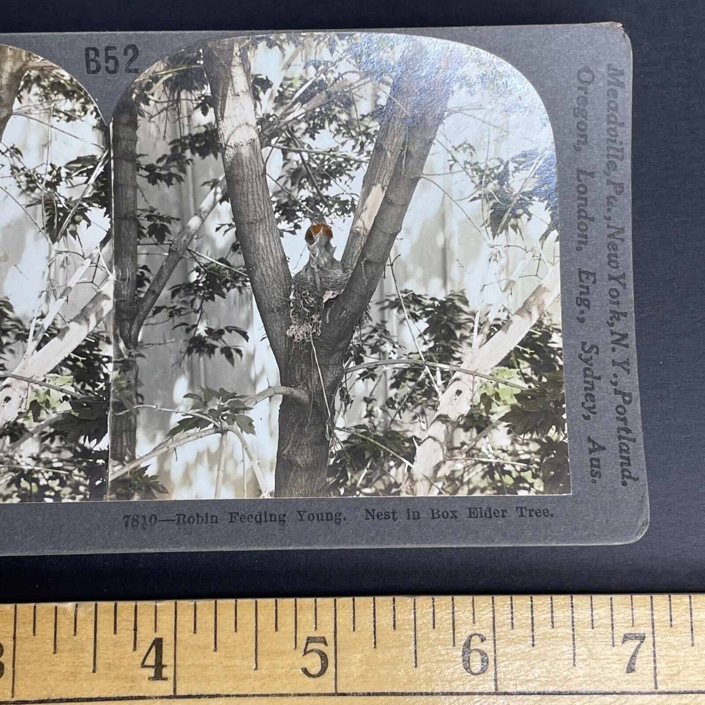 Antique 1908 Robin Feeding It's Young In Elder Tree Stereoview Photo Card PC796