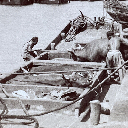 Antique 1904 Loading Cattle Onto Boats For Russia Stereoview Photo Card P5618