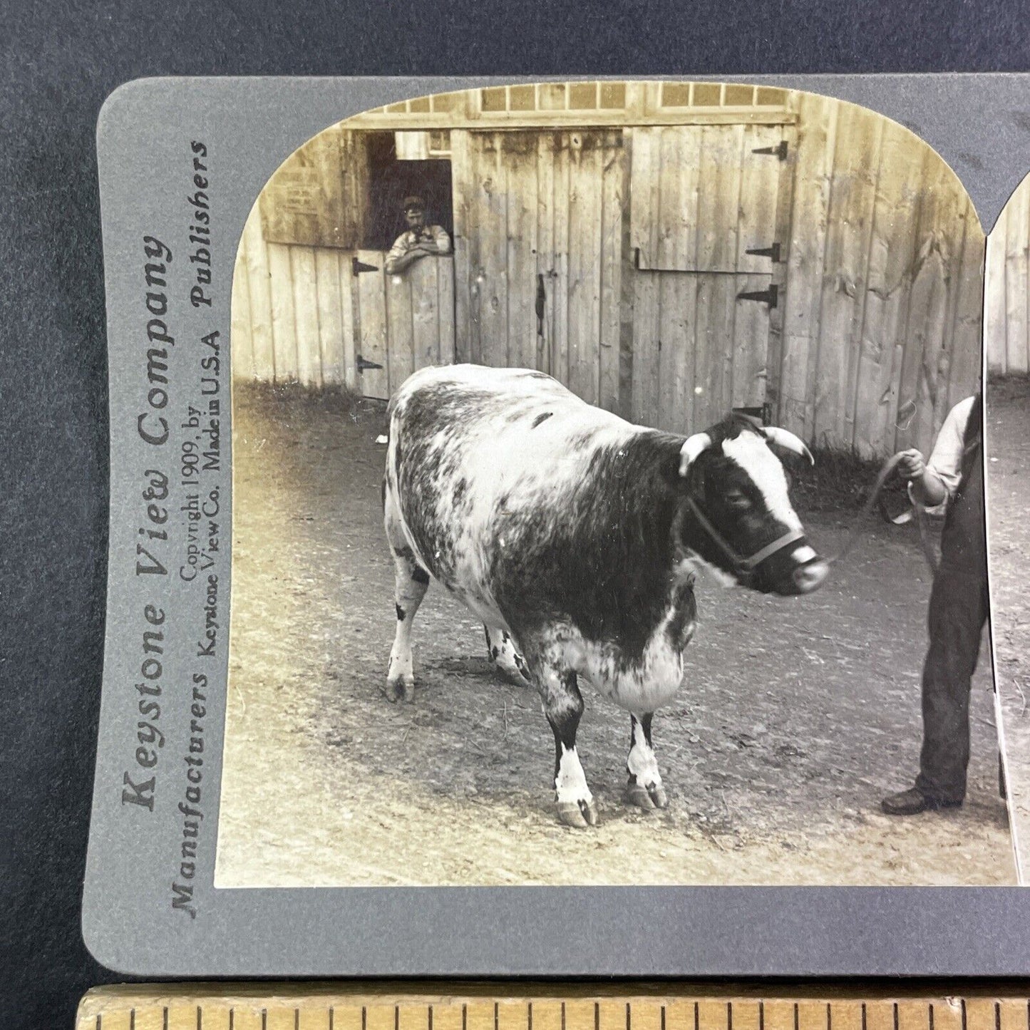 Champion Shorthorn Cow Toronto Exhibition Stereoview Queen Ideal c1909 Y2747