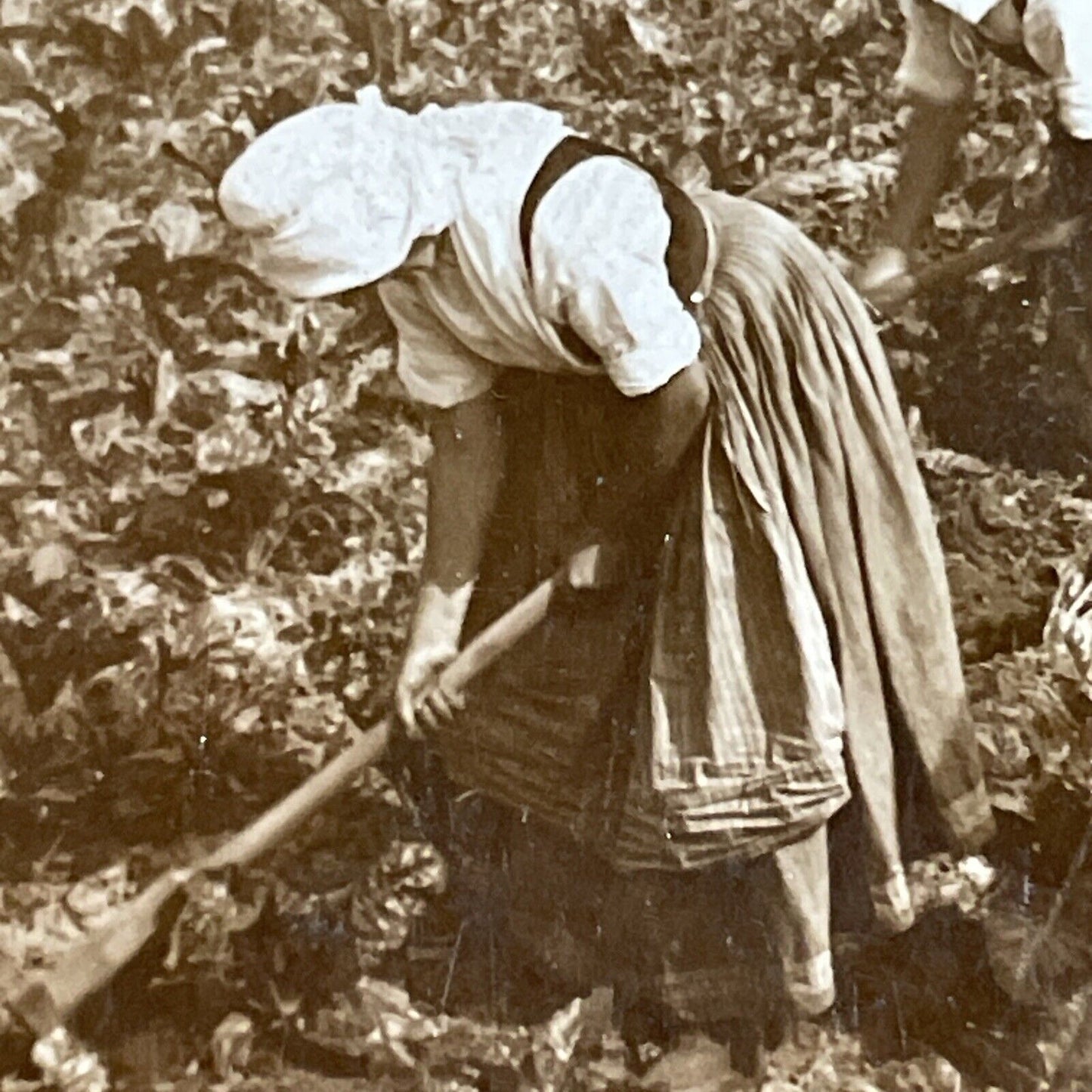 Antique 1900 Traditional Saxony Women Farmers Stereoview Photo Card P4472