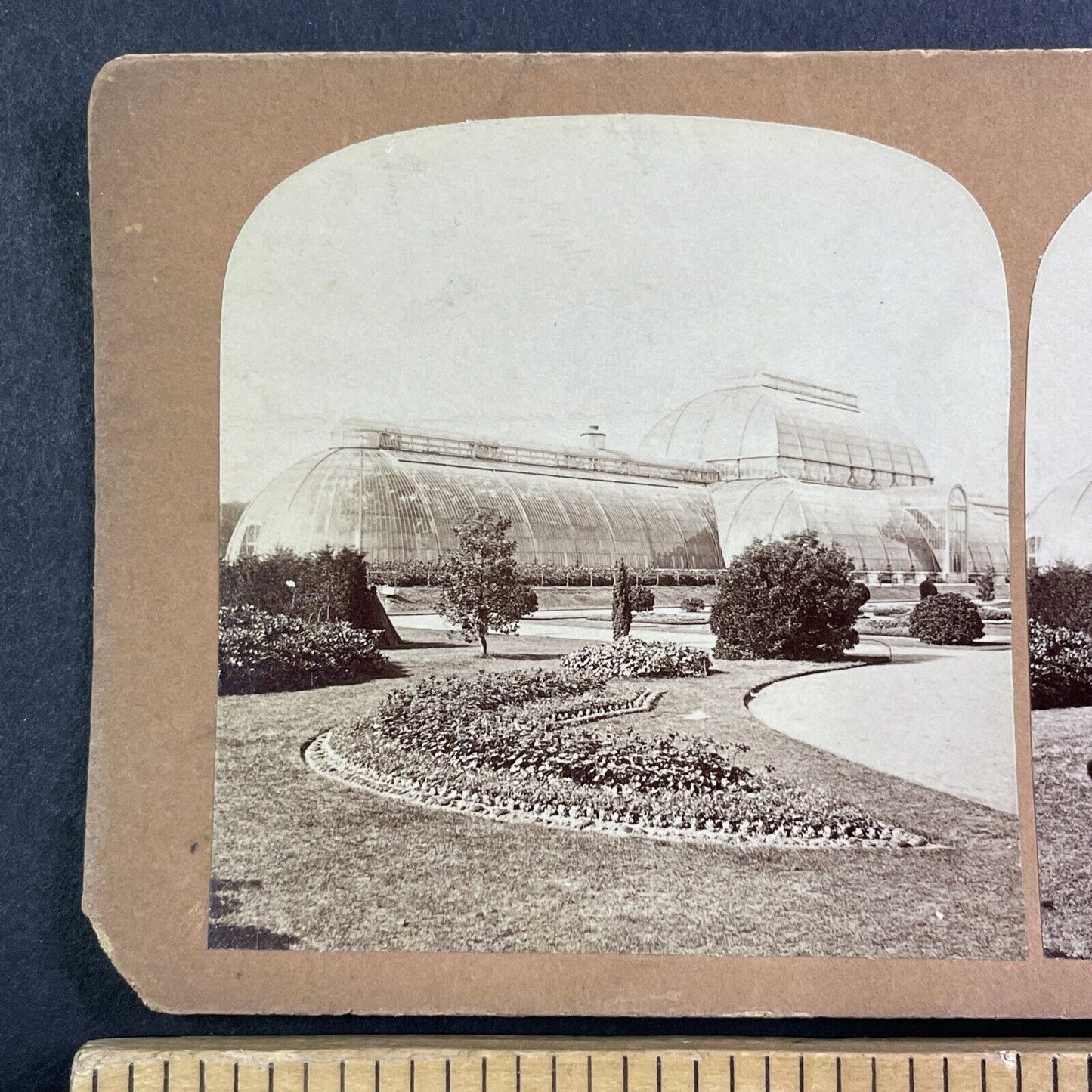 The Palm House Kew Botanic Gardens Stereoview London England c1880 Y432