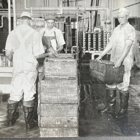 Antique 1920 Milk Bottling Factory Cohocton New York Stereoview Photo Card P1512