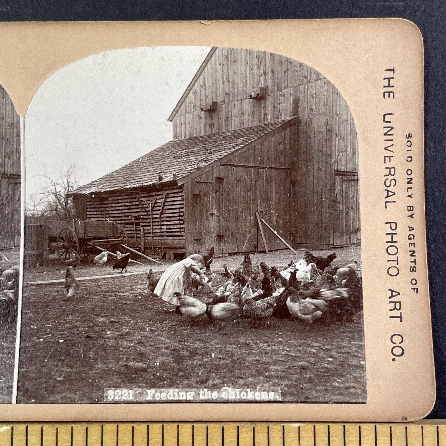 Little Girl Feeding Chickens Midwest US Farm Stereoview Antique c1892 X3230