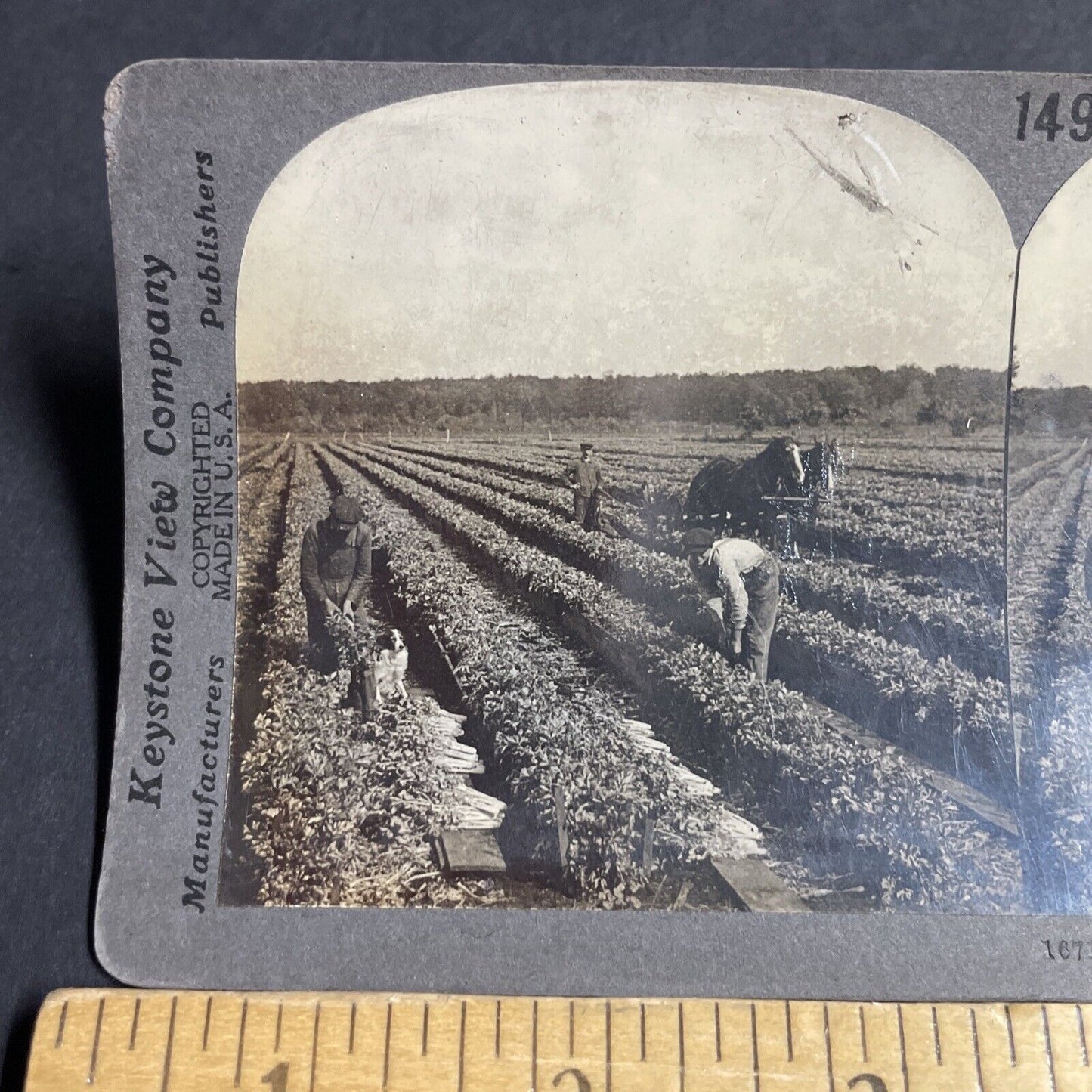 Antique 1910s Celery Farm Kalamazoo Michigan Stereoview Photo Card P3654