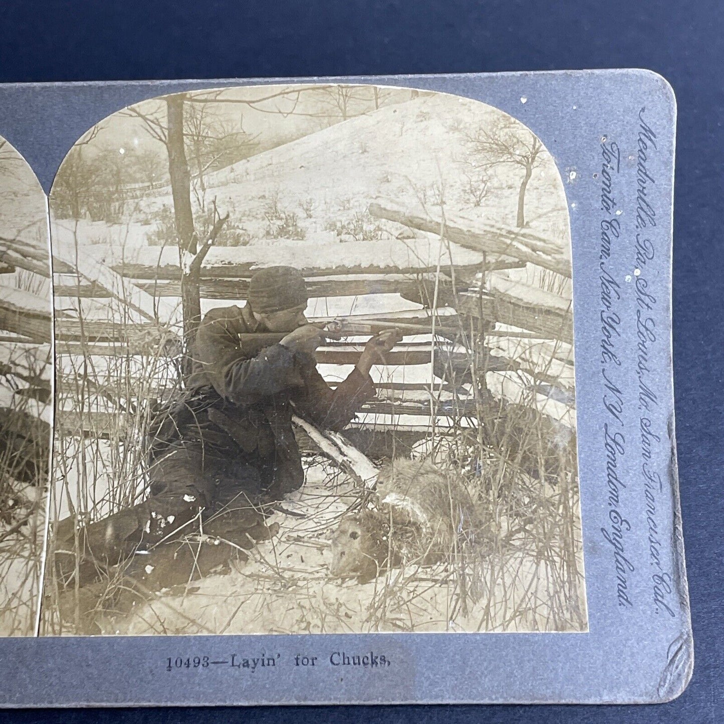 Antique 1901 Hunting Woodchucks & Possums For Dinner Stereoview Photo Card P1029