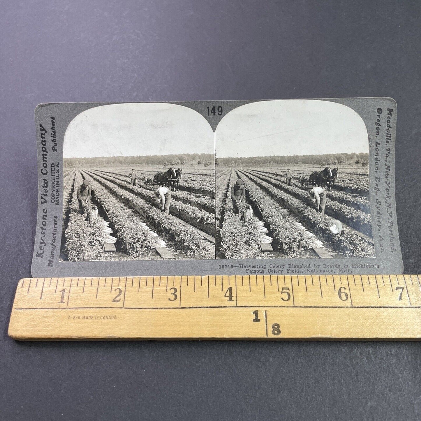 Antique 1910s Celery Farm In Kalamazoo Michigan Stereoview Photo Card P3671