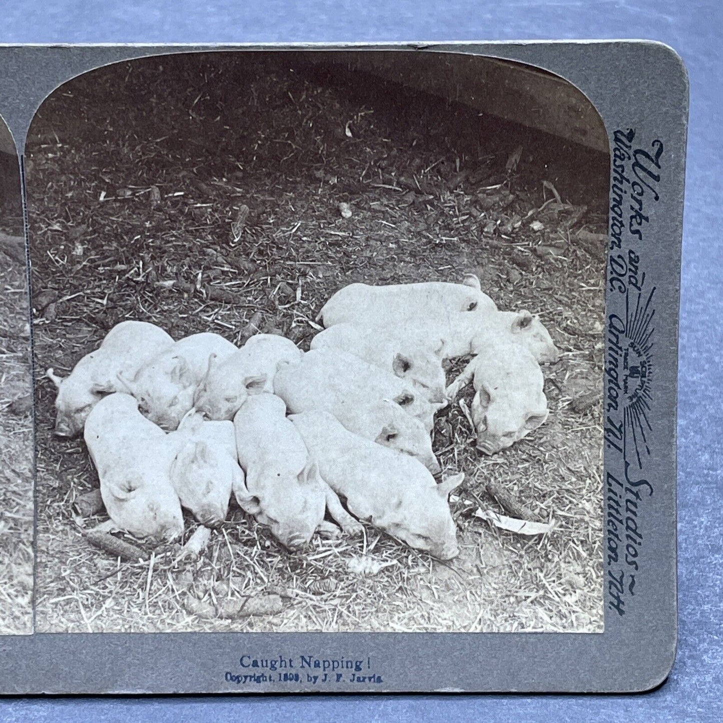 Antique 1903 A Litter Of Newborn Piglets Pigs Stereoview Photo Card P580-084