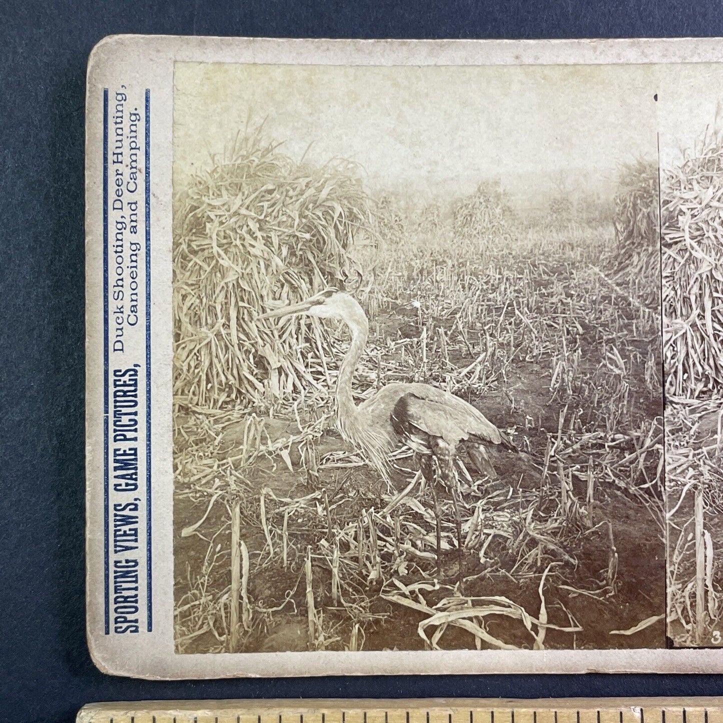 Sandhill Crane Bird Stereoview T.W. Ingersoll St. Paul Minnesota c1888 Y424