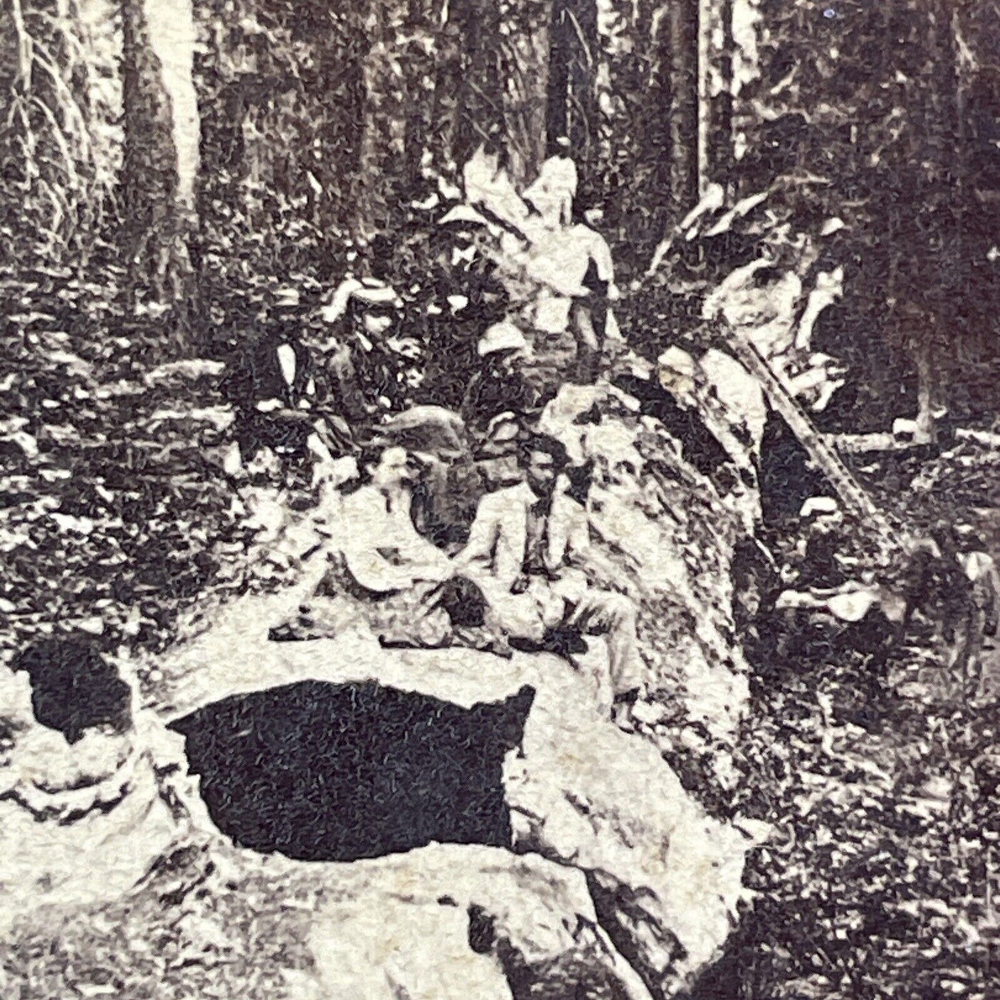 People Sitting On Big Tree Calaveras Stereoview att Thomas Houseworth c1869 Y030