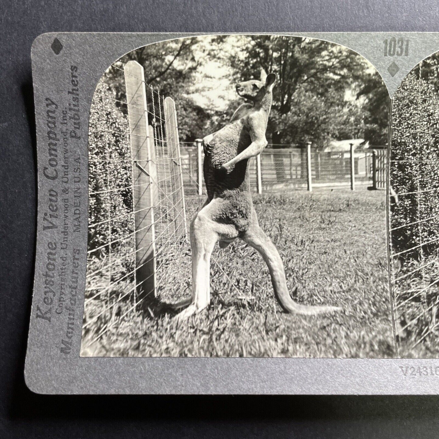 Antique 1910s Muscular Kangaroo Melbourne Australia Stereoview Photo Card P1764