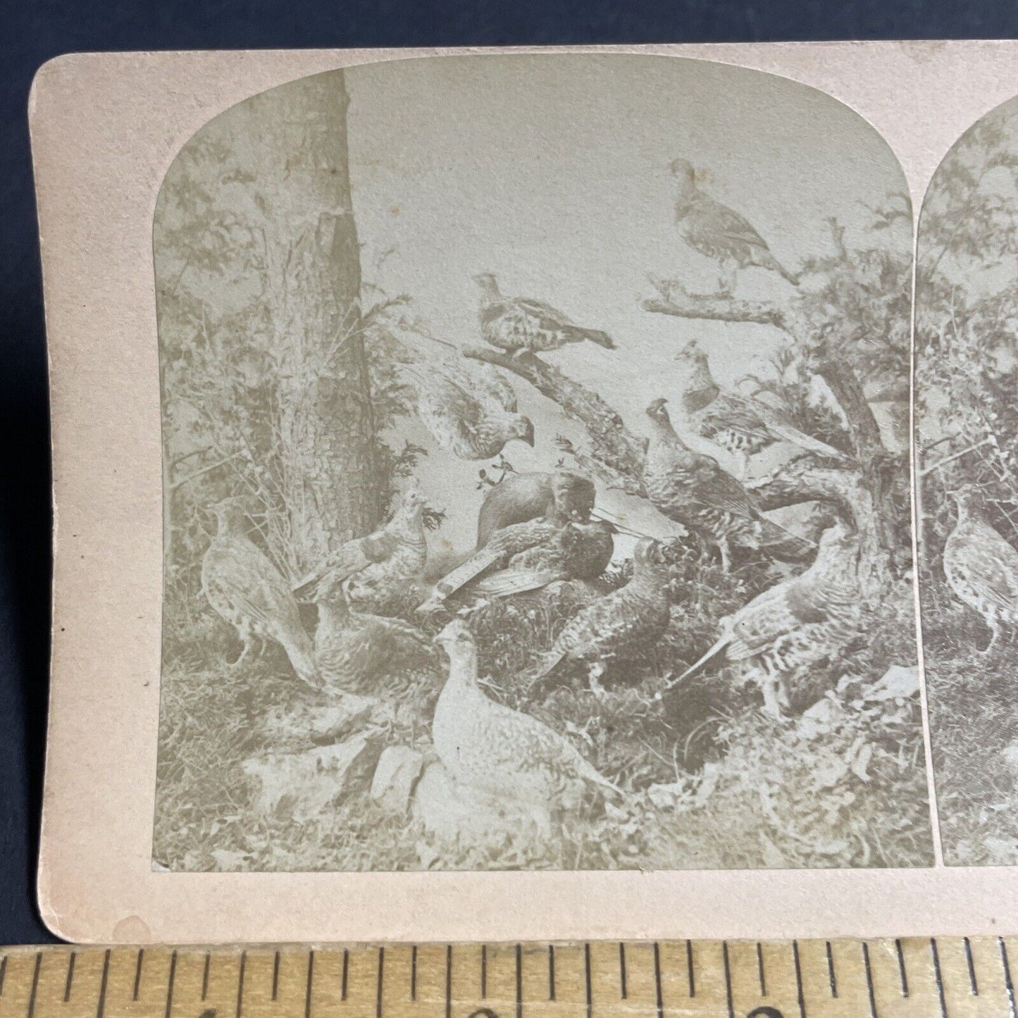 Antique 1870s Stuffed Quail & Pheasants On Display Stereoview Photo Card P4077