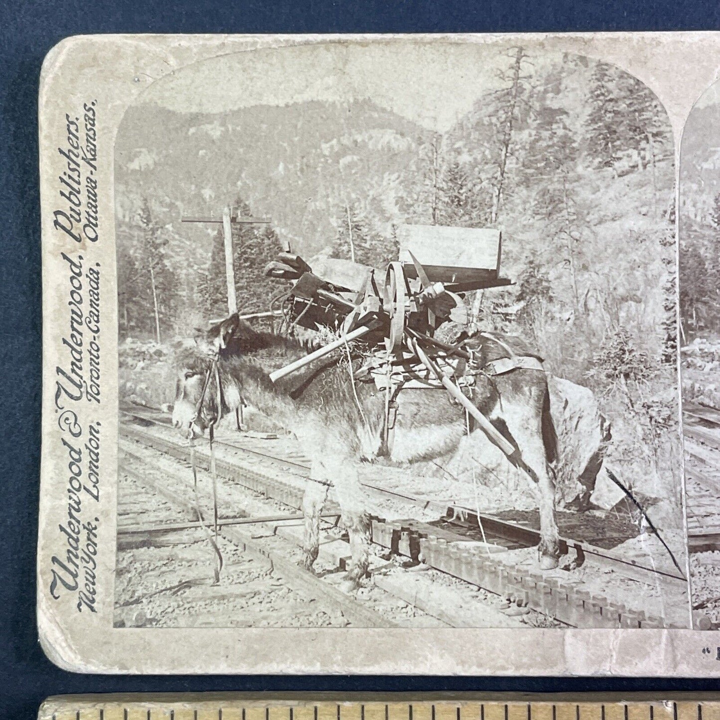 Donkey Hauls Mining Equipment Stereoview Pikes Peak Colorado Antique c1894 Y1165