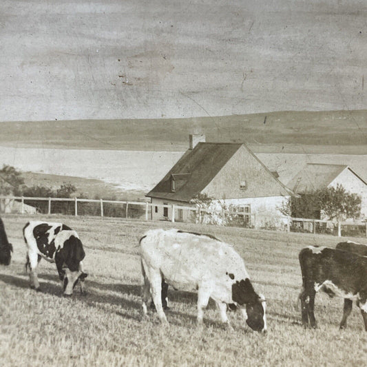 Antique 1909 St. Lawrence River Farm Quebec Stereoview Photo Card V3322