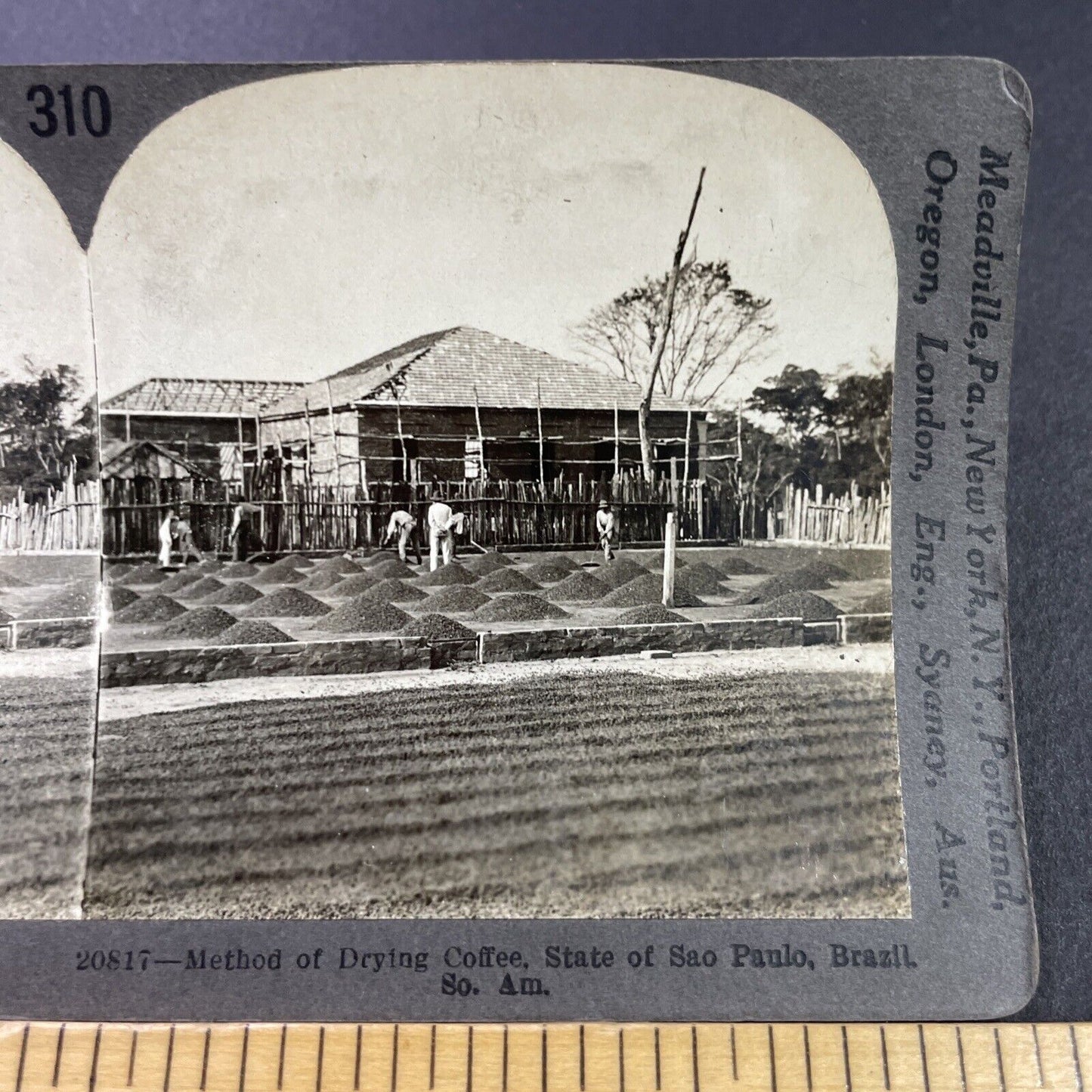 Antique 1920s Coffee Bean Farm Sao Paulo Brazil Stereoview Photo Card P3761