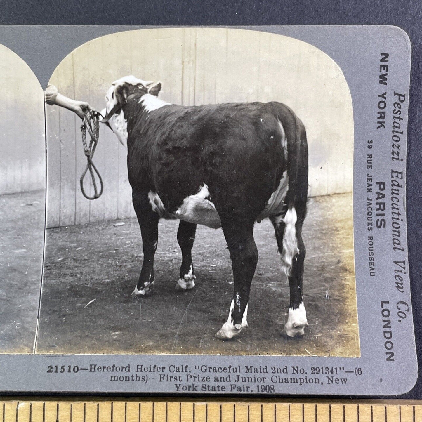 Champion Hereford Calf Toronto Exhibition Stereoview Graceful Maid c1909 Y2738