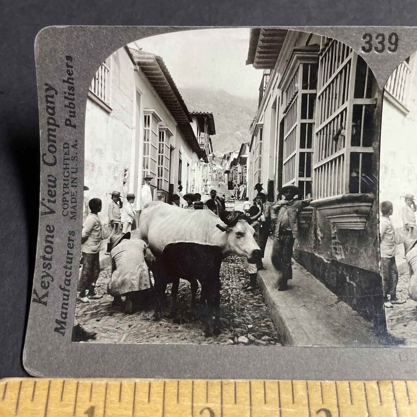 Antique 1910s Milking Cows In The Street Venezuela Stereoview Photo Card P3667