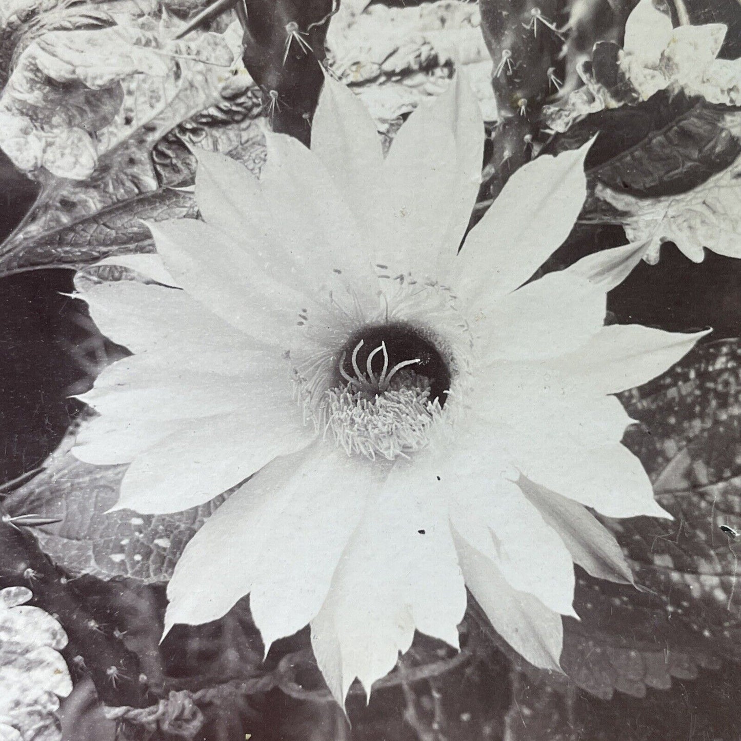 Antique 1898 A Night Blooming Cereus Flower Stereoview Photo Card P4003