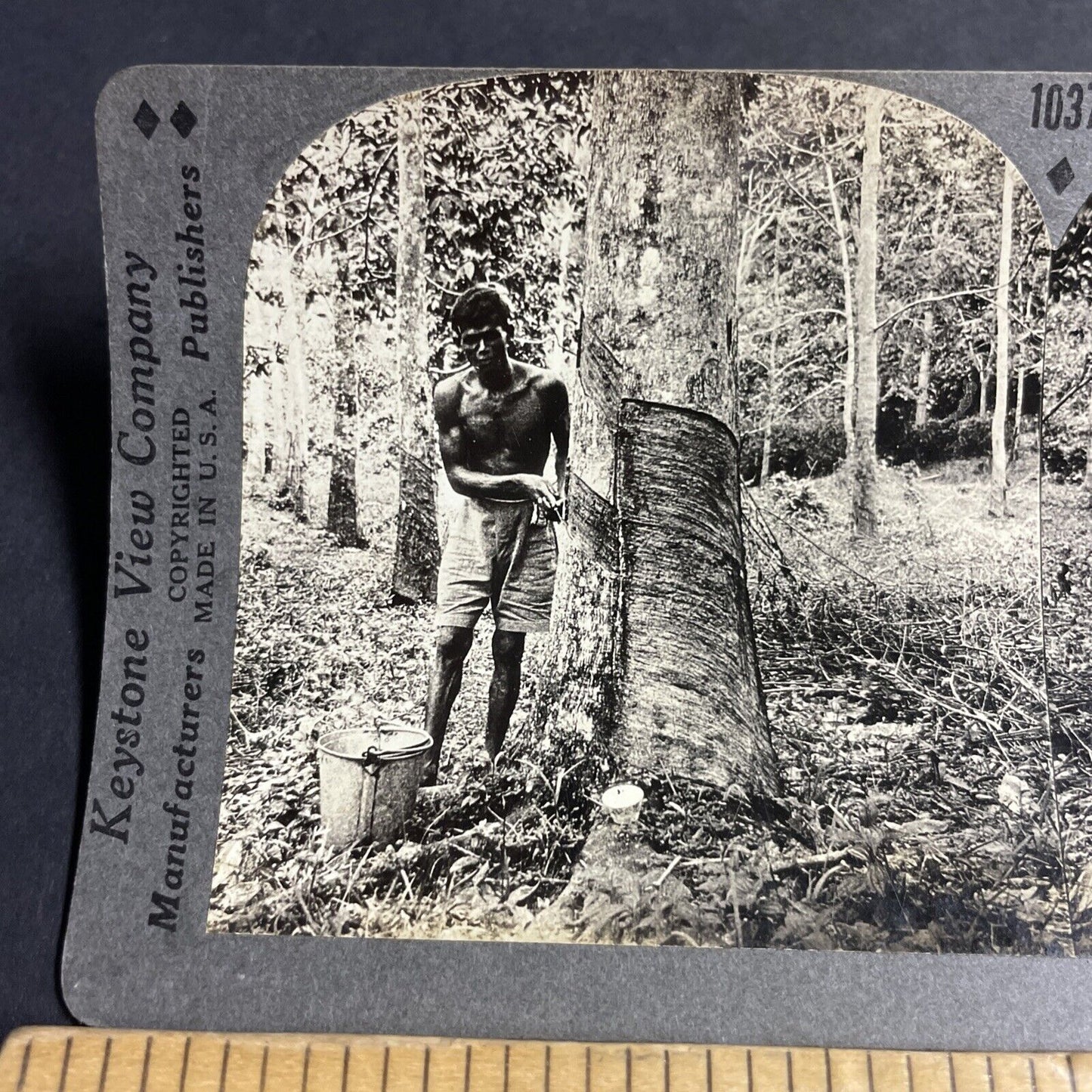 Antique 1910s Muscular Man Stripping A Tree Stereoview Photo Card P4589