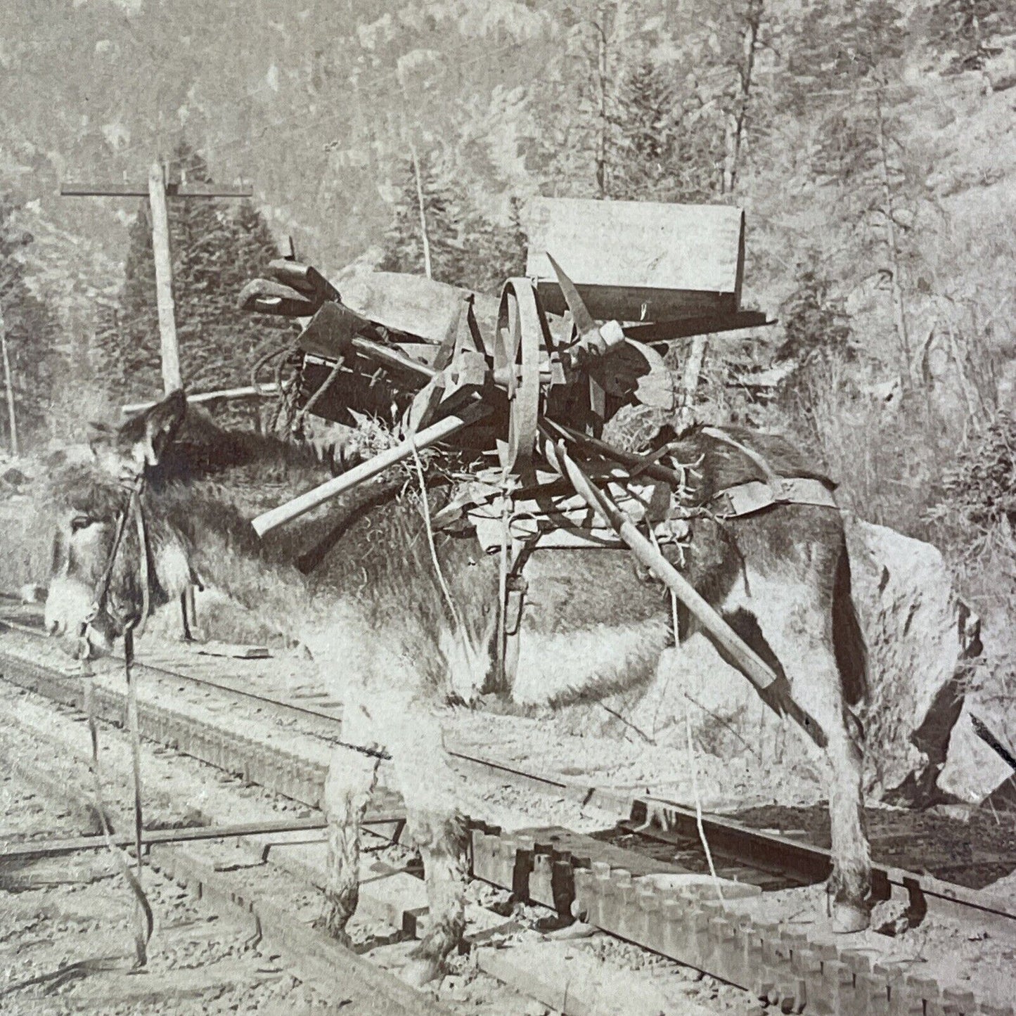 Donkey Hauls Mining Equipment Stereoview Pikes Peak Colorado Antique c1894 Y1165