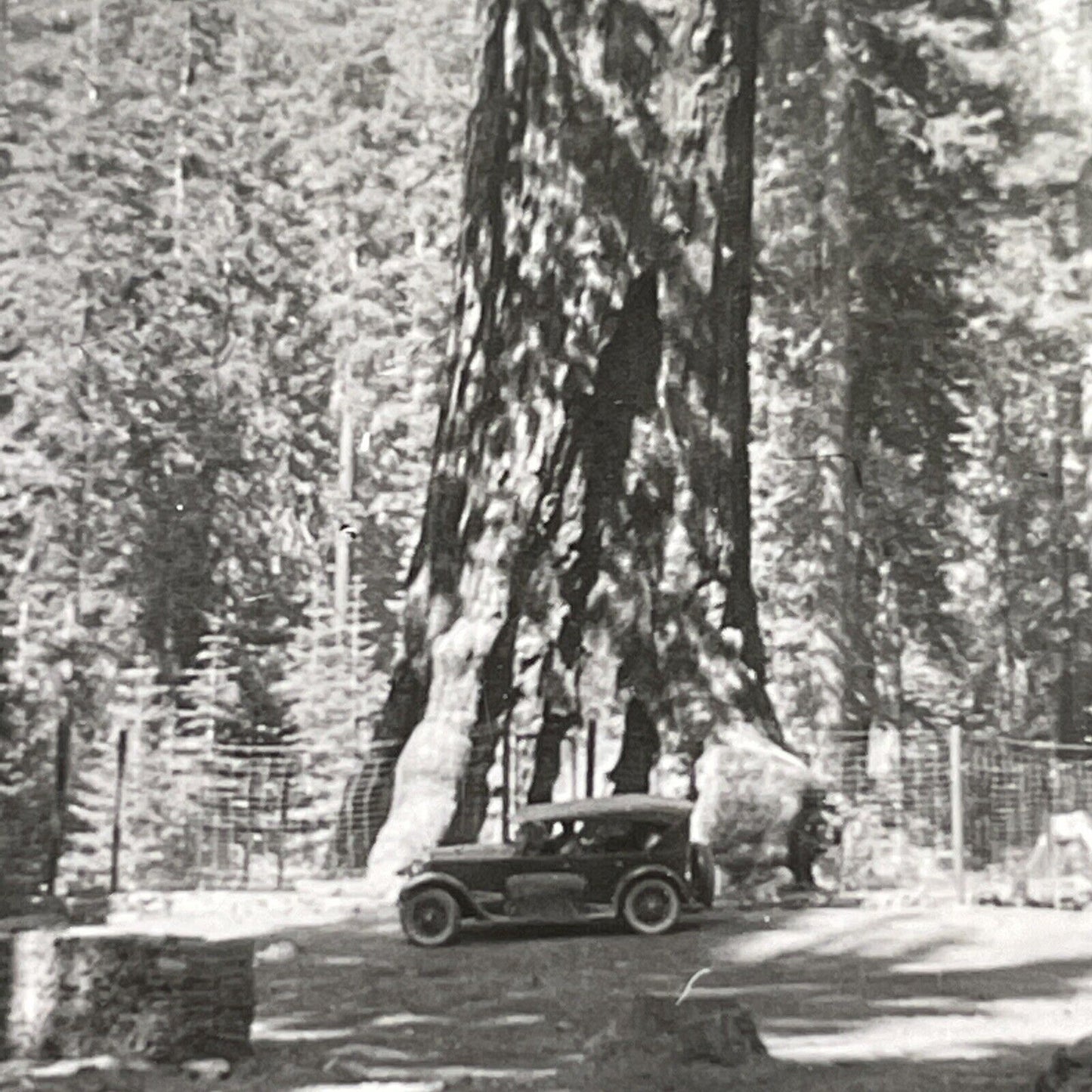 Antique 1932 The Grizzly Giant Sequoia Tree Mariposa Stereoview Photo Card P1553