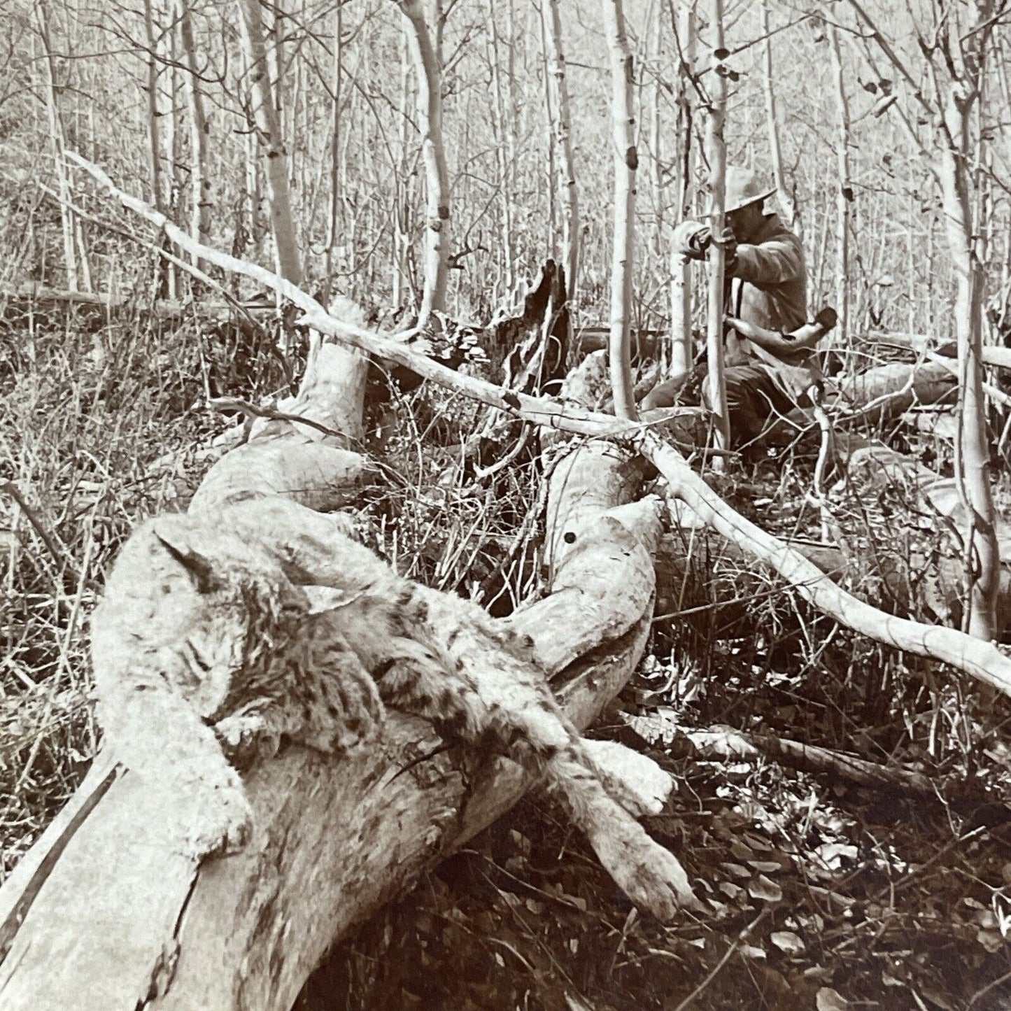 Antique 1903 Hunters Shoot A Bobcat Or Lynx Colorado Stereoview Photo Card P5504